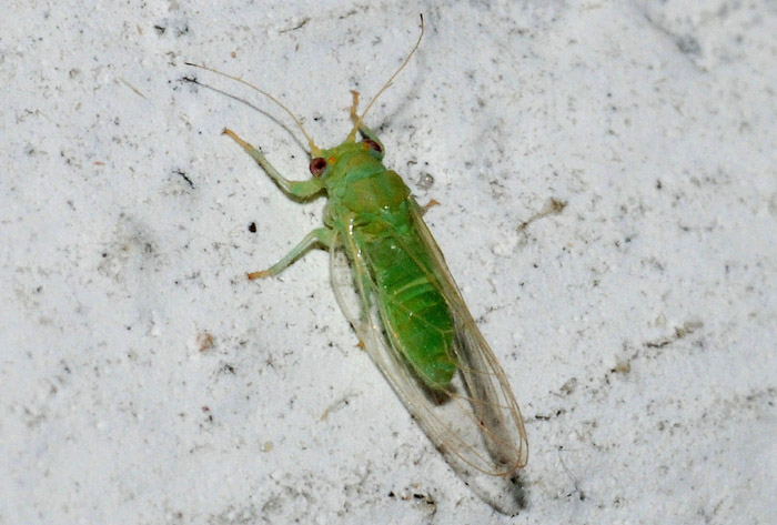 Glycaspis brimblecombei